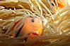 Red saddleback anemonefish. Image #11826