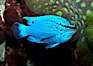 Sapphire devil (blue damselfish), female/juvenile coloration. Image #11834