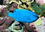 Sapphire devil (blue damselfish), female/juvenile coloration. Image #11835