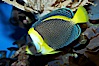 Scribbled angelfish. Image #11836