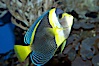 Scribbled angelfish. Image #11837