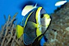 Scribbled angelfish. Image #11838