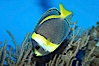 Scribbled angelfish. Image #11839