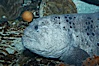 Wolf eel, although similar in shape to eels, is cartilaginous and not a true fish.  Its powerful jaws can crush invertibrates, such as spiny sea urchins.  It can grow to 6 feet (2m) in length. Image #11847