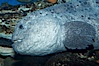 Wolf eel, although similar in shape to eels, is cartilaginous and not a true fish.  Its powerful jaws can crush invertibrates, such as spiny sea urchins.  It can grow to 6 feet (2m) in length. Image #11848