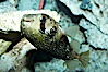 Freckled porcupinefish. Image #11893