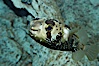 Freckled porcupinefish. Image #11894