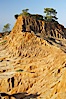 Broken Hill is an ancient, compacted sand dune that was uplifted to its present location and is now eroding. Torrey Pines State Reserve, San Diego, California, USA. Image #12018