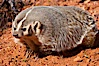 American badger.  Badgers are found primarily in the great plains region of North America. Badgers prefer to live in dry, open grasslands, fields, and pastures. Image #12044