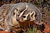 American badger.  Badgers are found primarily in the great plains region of North America. Badgers prefer to live in dry, open grasslands, fields, and pastures. Image #12045