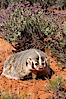 American badger.  Badgers are found primarily in the great plains region of North America. Badgers prefer to live in dry, open grasslands, fields, and pastures. Image #12047