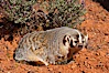 American badger.  Badgers are found primarily in the great plains region of North America. Badgers prefer to live in dry, open grasslands, fields, and pastures. Image #12048