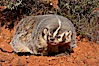 American badger.  Badgers are found primarily in the great plains region of North America. Badgers prefer to live in dry, open grasslands, fields, and pastures. Image #12049