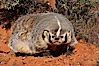 American badger.  Badgers are found primarily in the great plains region of North America. Badgers prefer to live in dry, open grasslands, fields, and pastures. Image #12050