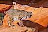 Bobcat.  Bobcats are found throughout North America from southern Canada to southern Mexico. In the United States population densities are much higher in the southeastern region than in the western states. Bobcats can be found in a variety of habitats, including forests, semi-deserts, mountains, and brushland. They sleep in hidden dens, often in hollow trees, thickets, or rocky crevices. Image #12122