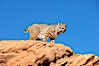 Bobcat.  Bobcats are found throughout North America from southern Canada to southern Mexico. In the United States population densities are much higher in the southeastern region than in the western states. Bobcats can be found in a variety of habitats, including forests, semi-deserts, mountains, and brushland. They sleep in hidden dens, often in hollow trees, thickets, or rocky crevices. Image #12123