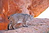 Bobcat.  Bobcats are found throughout North America from southern Canada to southern Mexico. In the United States population densities are much higher in the southeastern region than in the western states. Bobcats can be found in a variety of habitats, including forests, semi-deserts, mountains, and brushland. They sleep in hidden dens, often in hollow trees, thickets, or rocky crevices. Image #12125