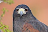 Harris hawk. Image #12157