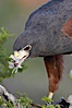 Harris hawk devours a dove. Image #12158