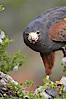 Harris hawk devours a dove. Image #12159