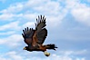 Harris hawk in flight. Image #12160