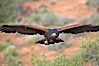 Harris hawk in flight. Image #12161