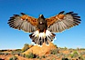 Harris hawk in flight. Image #12162