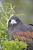 Harris hawk. Image #12163