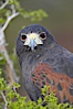 Harris hawk. Image #12164