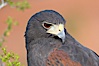 Harris hawk. Image #12165