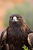 Golden eagle. Image #12205