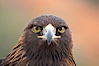 Golden eagle. Image #12207