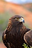 Golden eagle. Image #12208