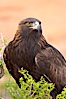 Golden eagle. Image #12210