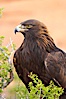 Golden eagle. Image #12211