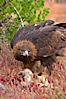 Golden eagle consumes a rabbit. Image #12212