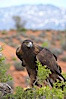 Golden eagle. Image #12213