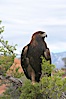 Golden eagle. Image #12214