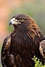 Golden eagle. Image #12215