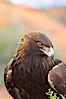 Golden eagle. Image #12217