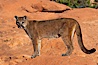 Mountain lion. Image #12279