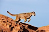 Mountain lion leaping. Image #12283