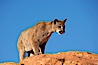 Mountain lion. Image #12287
