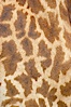 Masai giraffe, coloration patterns. Image #12537