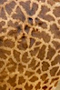 Masai giraffe, coloration patterns. Image #12538