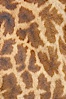 Masai giraffe, coloration patterns. Image #12539