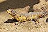 Sungazer lizard. Image #12555