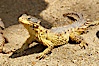 Sungazer lizard. Image #12556