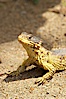 Sungazer lizard. Image #12557