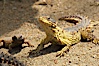 Sungazer lizard. Image #12558